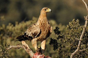 Joven aguila impreial