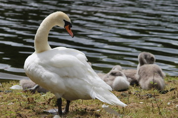 Swan family in St. James's Park