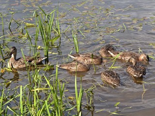 Duck mother protects her brood on the lake © simta
