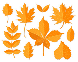 Autumn leaves set