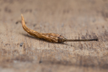 Closeup of the dried chili on the wood