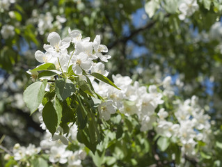 cherry blossom spring