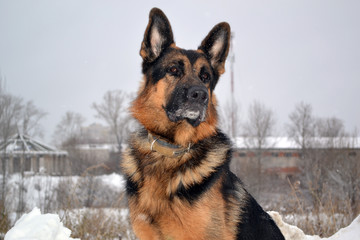 German shepherd dog is guarding something in winter day