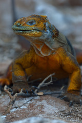 Conolophus subcristatus is land iguana on the ground
