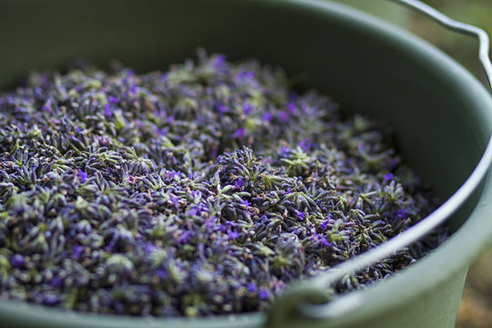 lavender seeds in bucket
