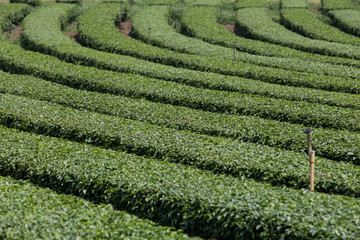 Tea plantation landscape