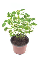 Coleus plant in pot