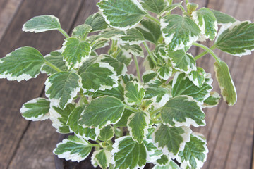 Coleus plant - plectranthus scutellarioides close up