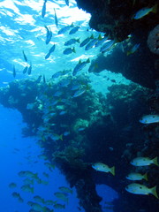 Fototapeta na wymiar School of snappers and reef formation at Shaab Marsa Alam, Red S