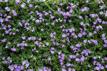 Obraz premium flowerbed with multicolored