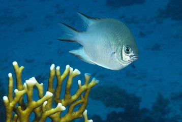Pale Damselfish. Amblyglyphidodon indicus at Paradise Reef, Red