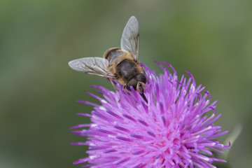 bee on wildflower