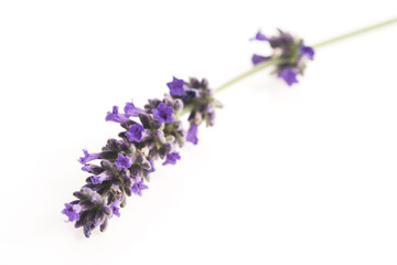 lavender flower