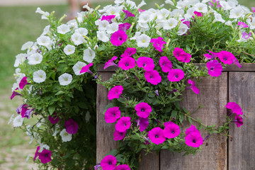 wooden fence with flowers