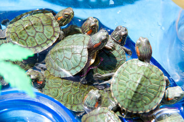 small turtles are sold in the market as pets