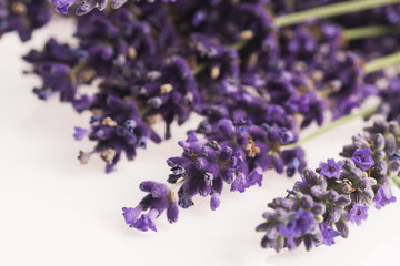 lavender flower