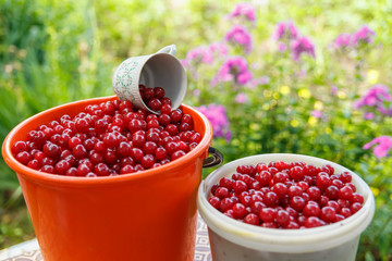 A smiling young woman gathering cherries
