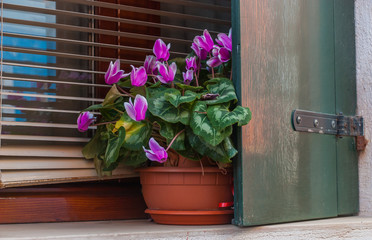 View to purple cyclamen flowerpot on window