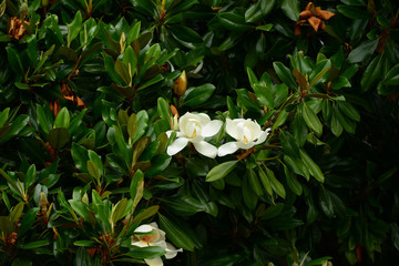Obraz premium Flower, fruits and foliage of Magnolia grandiflora (Southern magnolia)