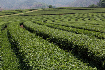 Fototapeta na wymiar Tea plantation landscape
