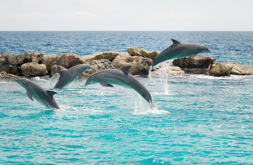 Jumping dolphins in Curacao - obrazy, fototapety, plakaty