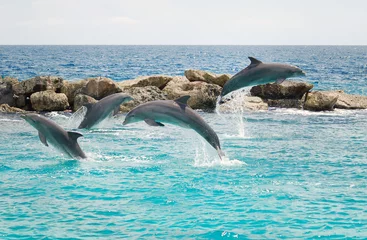 Fotobehang Jumping dolphins in Curacao © Gabi Gaasenbeek