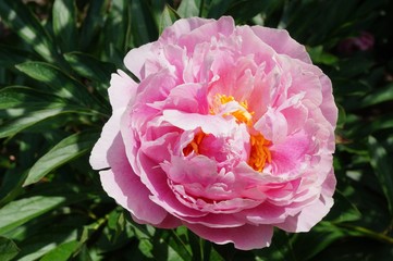 Obraz premium Fragrant pale pink peony flower