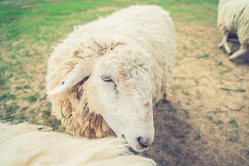 White Woolly Sheep in a Green Field (Vintage filter effect used)
