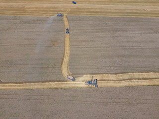 Harvesting wheat harvester