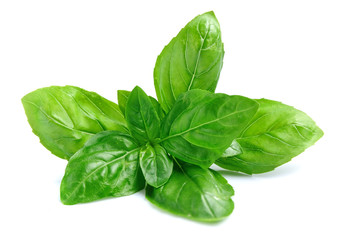 Fresh basil leaves