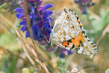 Fototapeta na wymiar big beautiful butterfly
