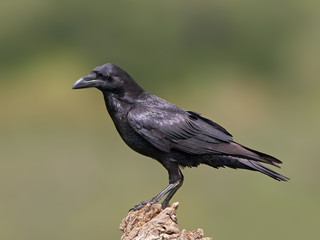 Common raven (Corvus corax)