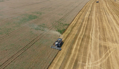Harvesting wheat harvester