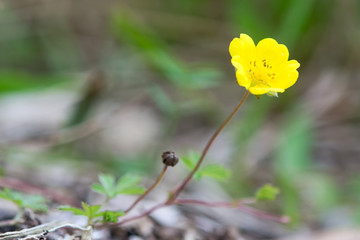 Creeping cinquefoil (Potentilla reptans) flower. A plant in the rose (Rosaceae) family with yellow flowers, seen from ground level