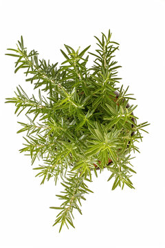 rosemary plant view from top
