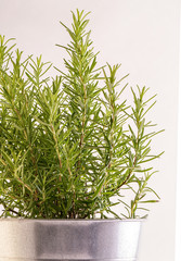 rosemary plant