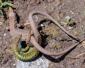 Clash two predators, the struggle for survival between the lizards. Aggressive behavior. Selective...