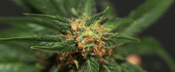 Ripe marijuana bloom of Union Jack variety © luzkovyvagon.cz