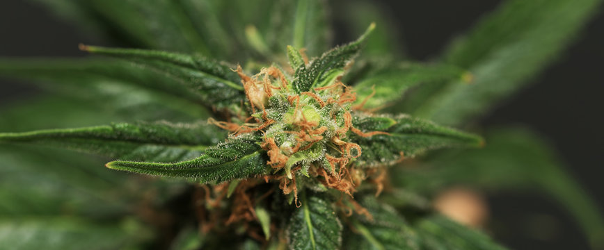 Ripe marijuana bloom of Union Jack variety