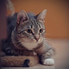 Portrait of a striped cat