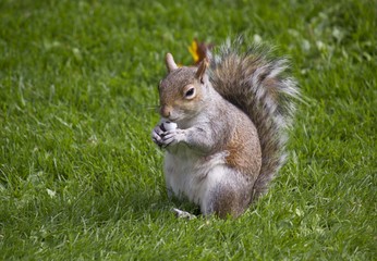 Close up of a squirrel eating in St.James Park in London