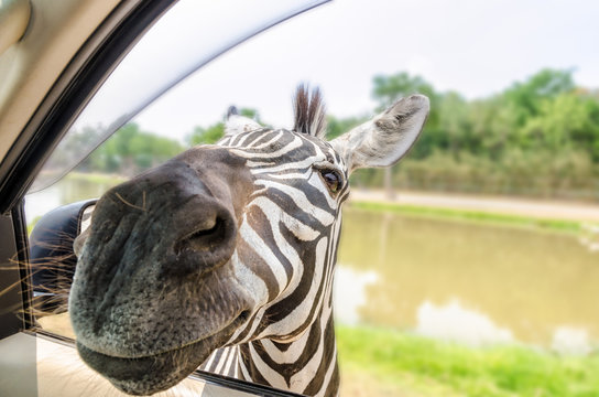 Fototapeta Plains Zebra, Common Zebra or Equus Quagga filed a header into the car of tourists for food