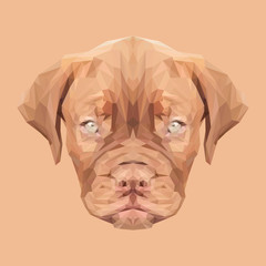 Dogue de Bordeaux Dog animal low poly design. Triangle vector illustration.  