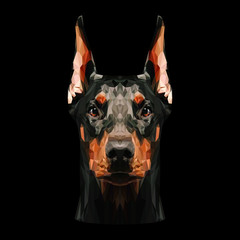 Doberman Pinscher Dog animal low poly design. Triangle vector illustration.
