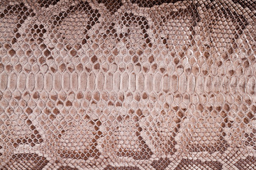 Fototapeta premium Python leather