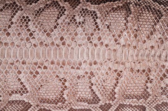 Python leather