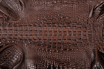 Naklejka premium Brown crocodile leather