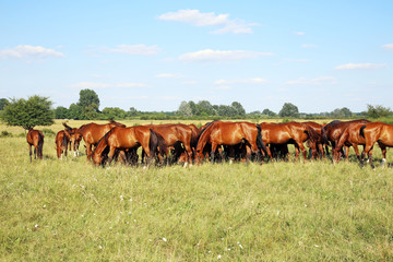 Thoroughbred gidran horses eating fresh greengrass on the hungarian meadow