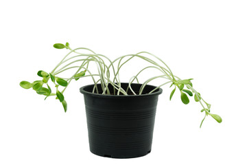 Sunflower sprouts in flowerpot isolated on white with clipping path