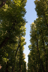 Green trees and a strip of blue sky between them.